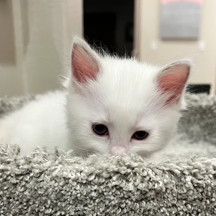 Ragdoll Kittens by Kelly 9