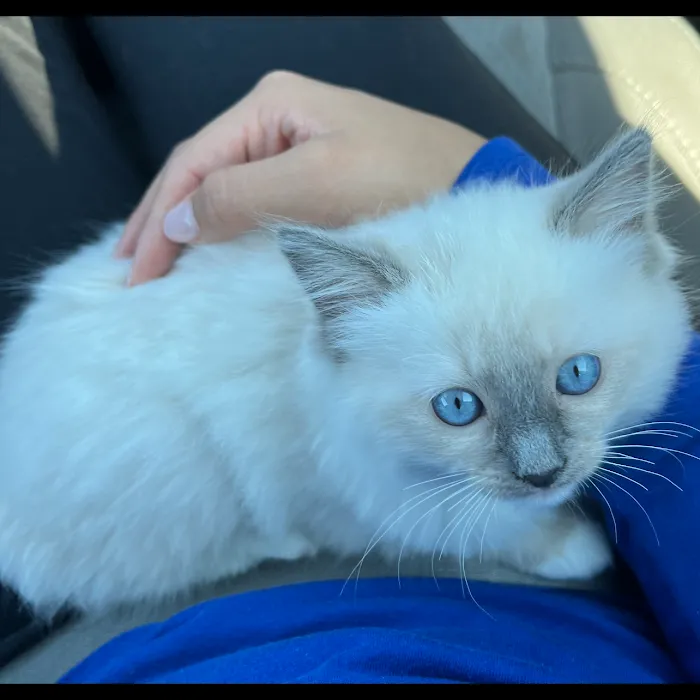 Ragdoll Kittens by Kelly 10