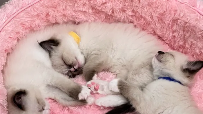 Ragdoll Kittens by Kelly 7