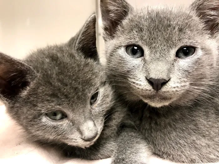 Animal Care Wellness Center Inc 5