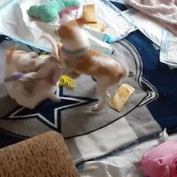 Arrowview Animal Hospital ico