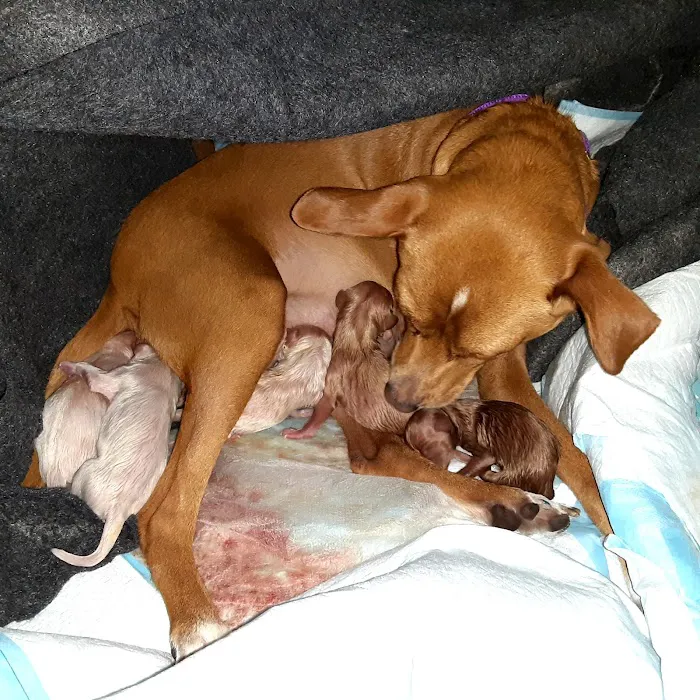 Arrowview Animal Hospital 12