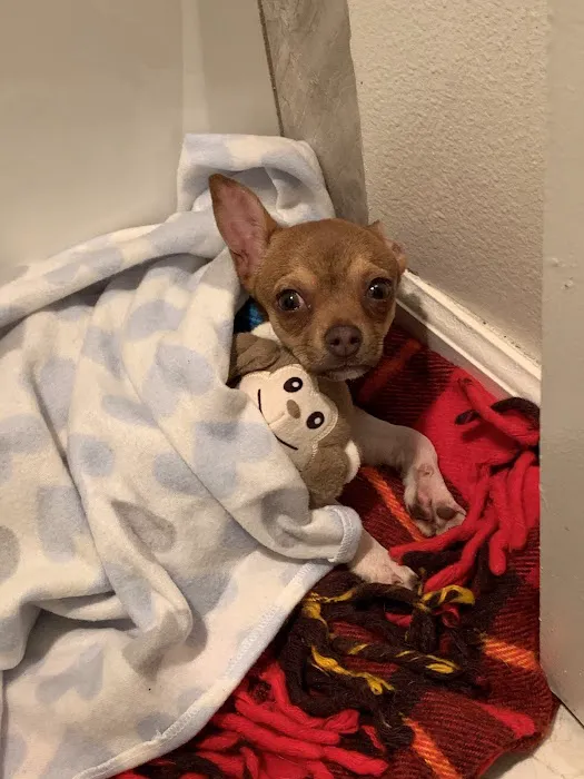 Banfield Pet Hospital 4