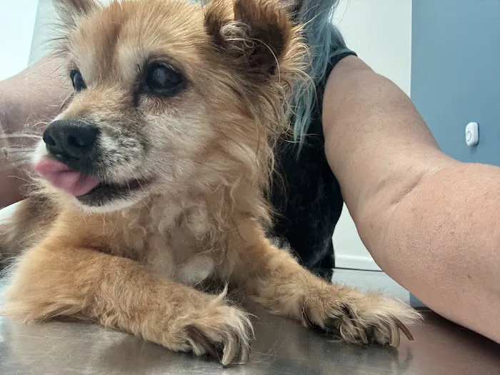 Pet Hospital of Redlands + Urgent Care 12