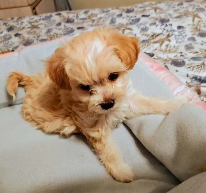 Pet Hospital of Redlands + Urgent Care 12