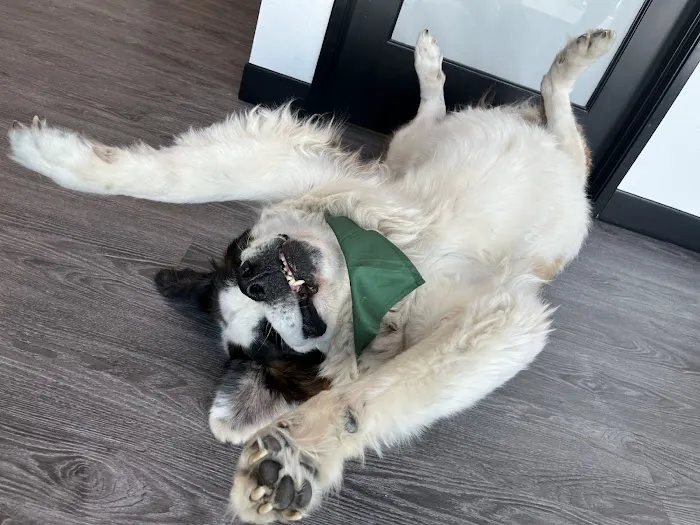 Pet Hospital of Redlands + Urgent Care 12