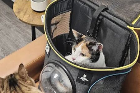 Pet Hospital of Redlands + Urgent Care