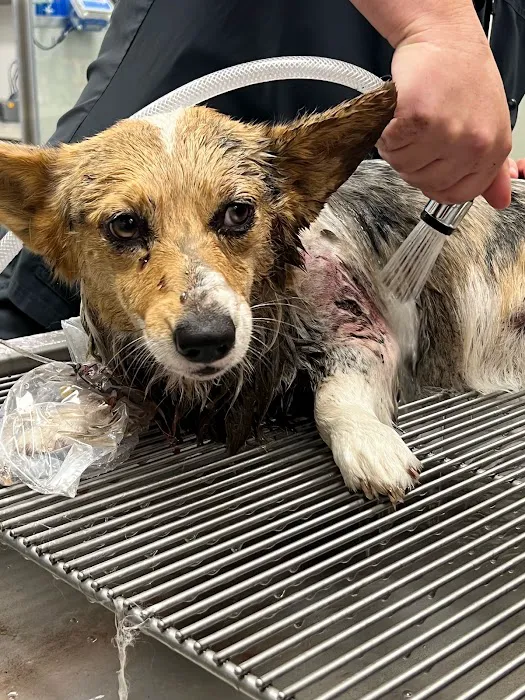 Emergency Pet Hospital of Redlands 10
