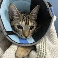 Emergency Pet Hospital of Redlands ico