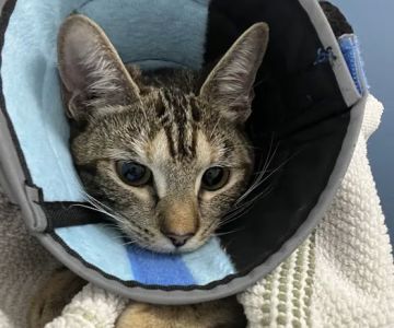 Emergency Pet Hospital of Redlands
