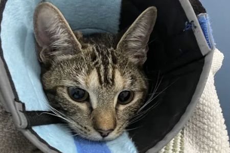 Emergency Pet Hospital of Redlands