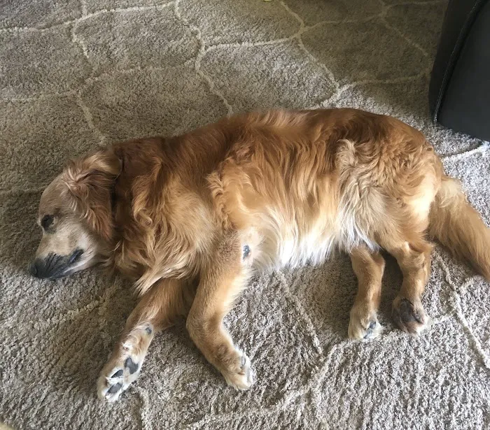 Emergency Pet Hospital of Redlands 6