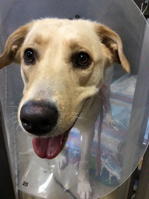 Emergency Pet Hospital of Redlands 7