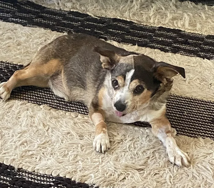 Emergency Pet Hospital of Redlands 5