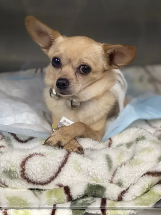 Veterinary Emergency Center of Redlands 1