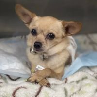 Veterinary Emergency Center of Redlands ico