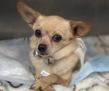 Veterinary Emergency Center of Redlands
