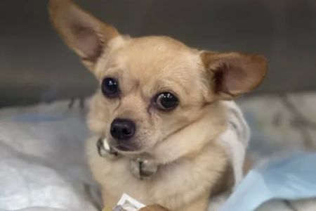 Veterinary Emergency Center of Redlands