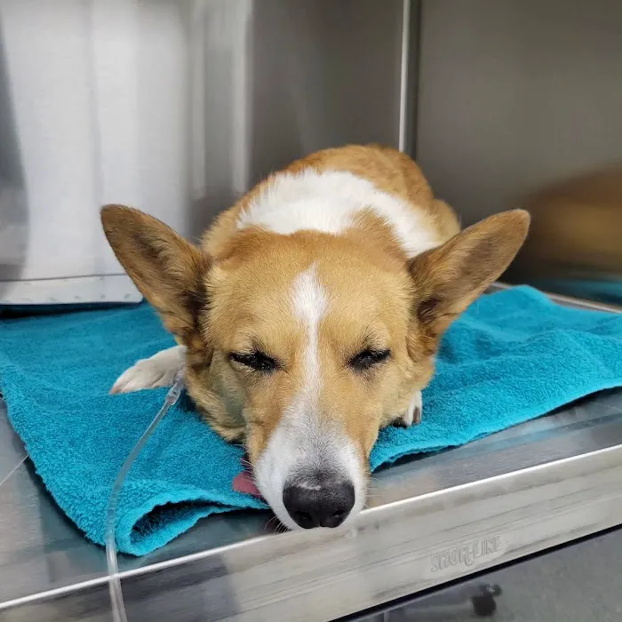 Veterinary Emergency Center of Redlands 4
