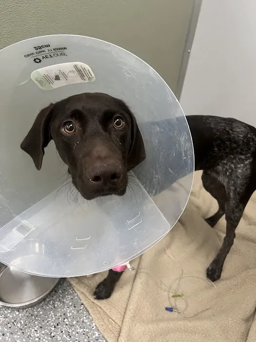 Veterinary Emergency Center of Redlands 2