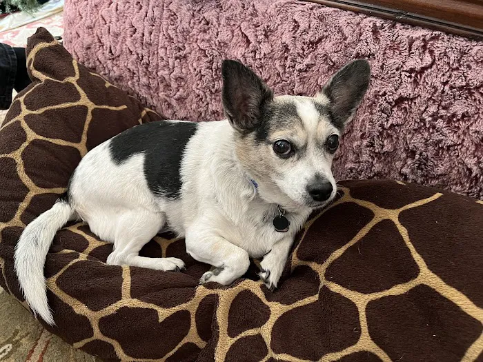 Redlands Animal Hospital, Inc. 10