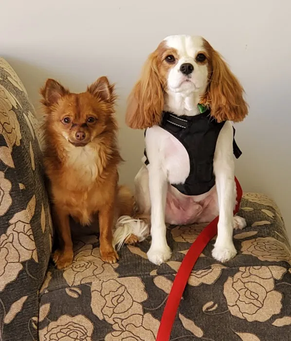 Redlands Animal Hospital, Inc. 4