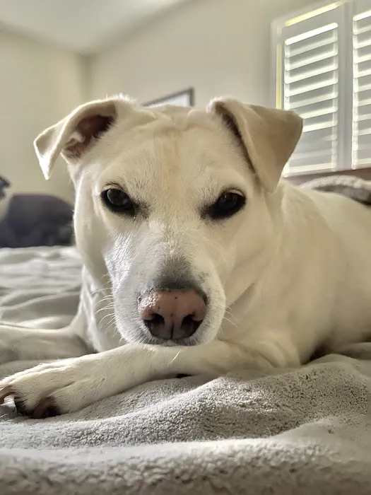 Redlands Animal Hospital, Inc. 2