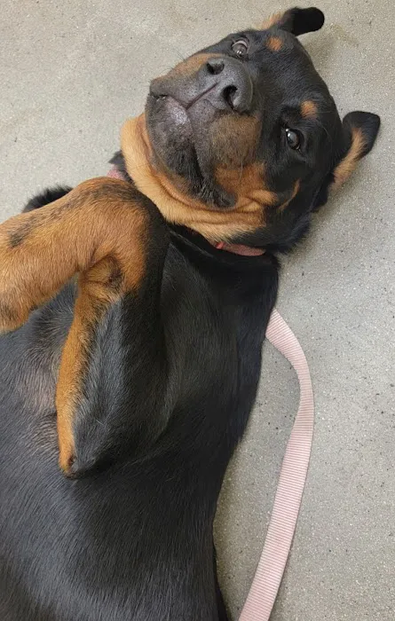Vetco Total Care Animal Hospital 10