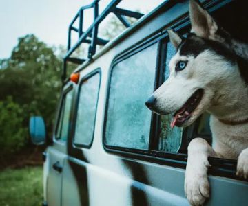 Animal Emergency Care