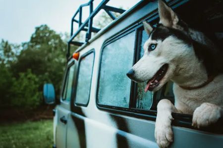 Animal Emergency Care