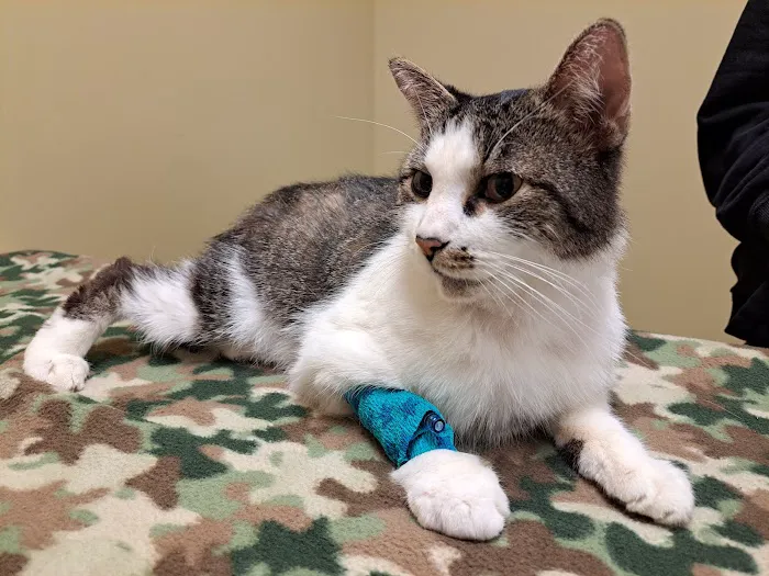 Animal Emergency Care 12