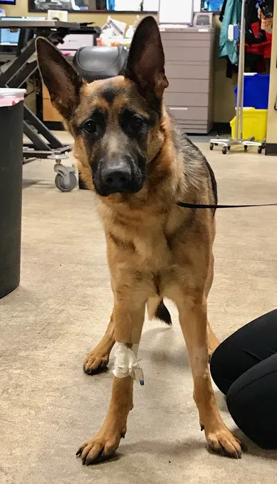 Animal Emergency Care 12