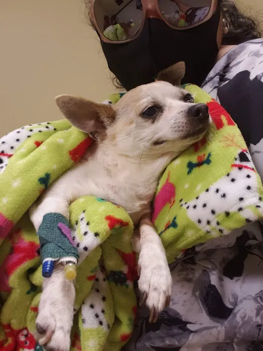 Animal Emergency Care 12
