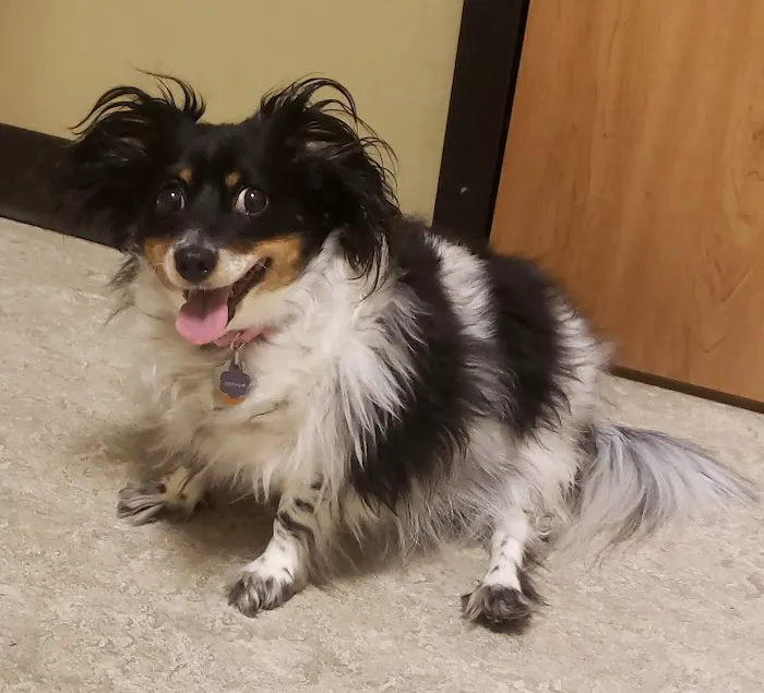 Animal Emergency Care 12