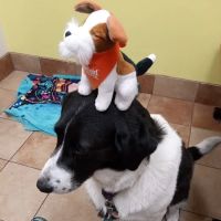 Banfield Pet Hospital ico