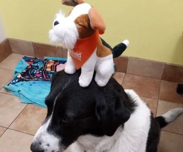 Banfield Pet Hospital