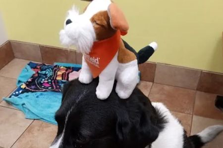 Banfield Pet Hospital