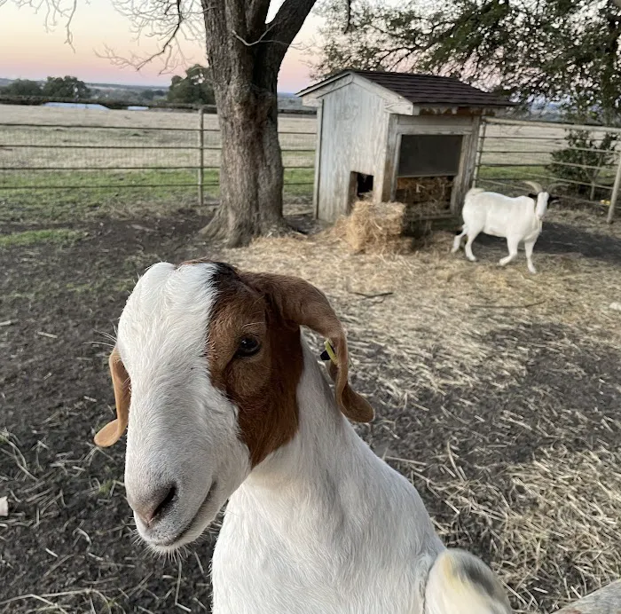 Dime Box Animal Clinic 12