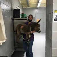 Dime Box Animal Clinic ico