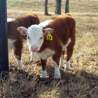 Lexington Animal Clinic ico