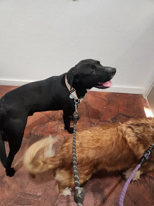 Essential Vet Care 10