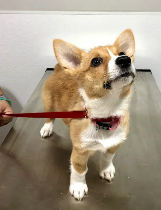 Essential Vet Care 9