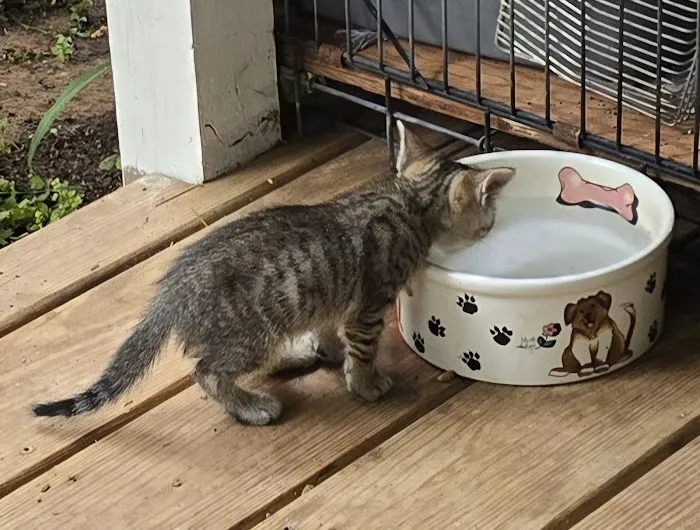 Save An Angel's Pet Wellness & Spay/Neuter Clinic 5