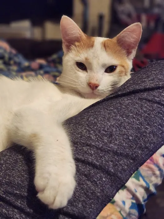 Save An Angel's Pet Wellness & Spay/Neuter Clinic 2