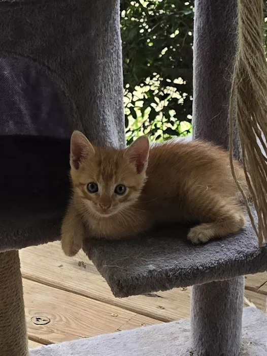 Save An Angel's Pet Wellness & Spay/Neuter Clinic 4