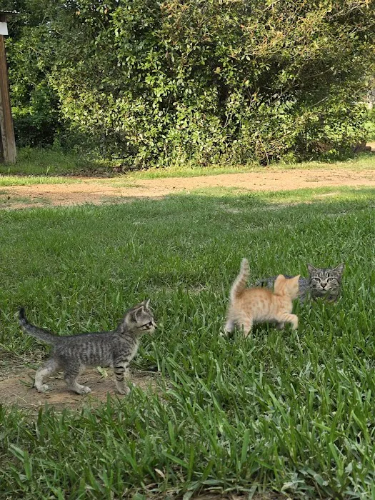Save An Angel's Pet Wellness & Spay/Neuter Clinic 10