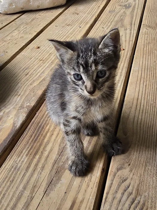 Save An Angel's Pet Wellness & Spay/Neuter Clinic 6