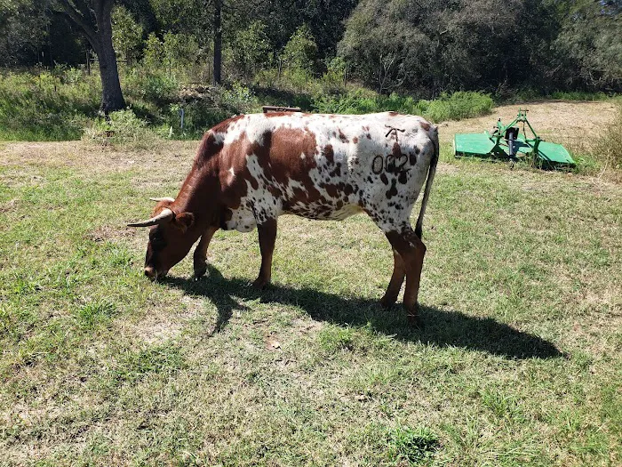 Chisholm Trail Veterinary Clinic of Luling 12