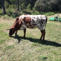 Chisholm Trail Veterinary Clinic of Luling ico