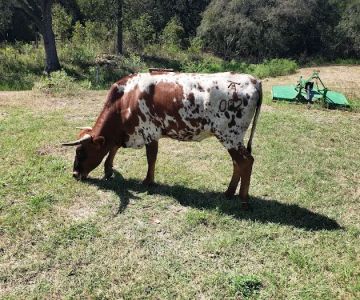 Chisholm Trail Veterinary Clinic of Luling